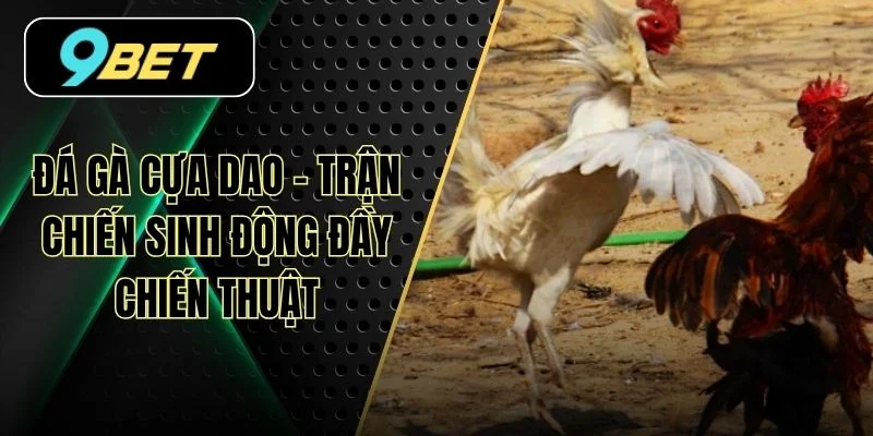 Đá Gà Cựa Dao - Trận Chiến Sinh Động Đầy Chiến Thuật